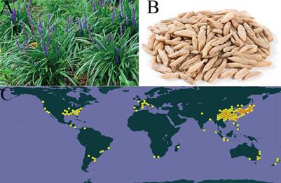 Extraction, purification, structural characterization, bioactivities, modifications and structure–activity relationship of polysaccharides from Ophiopogon japonicus: a review